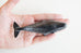 Sumitanisaburo Iron Dolphin Paperweight